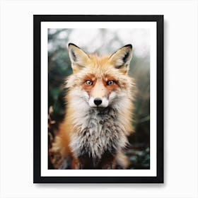 Red Fox Close Up Realism 1 Art Print