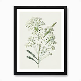 Baby's Breath Wildflower Vintage Botanical Poster