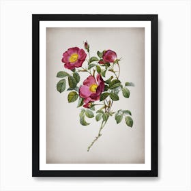 Vintage Rose of Love Bloom Botanical on Parchment n.0247 Art Print