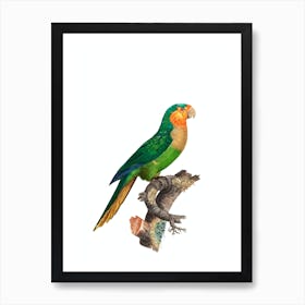 Vintage Yellow Headed Amazon Parrot Bird Illustration on Pure White Art Print