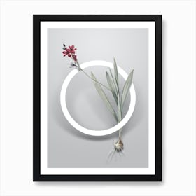 Vintage Gladiolus Mucronatus Minimalist Flower Geometric Circle on Soft Gray n.0311 Art Print