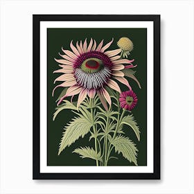 Echinacea 1 Floral Botanical Vintage Poster Flower Art Print