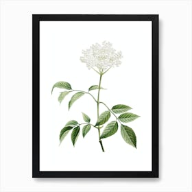 Vintage Elderflower Tree Botanical Illustration on Pure White n.0186 Art Print