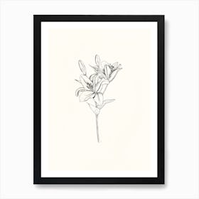 Lily Ink Drawing Art Print