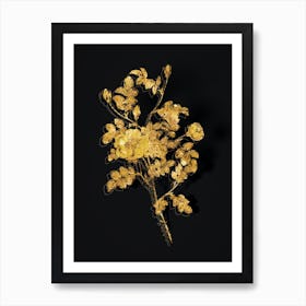 Vintage Yellow Sweetbriar Rose Botanical in Gold on Black n.0318 Art Print