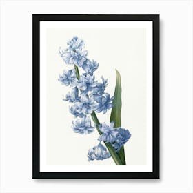 Hyacinth Art Print