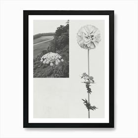 Queen Annes Flower Photo Collage 2 Art Print