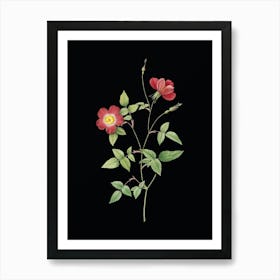 Vintage Indica Stelligera Rose Botanical Illustration on Solid Black n.0803 Art Print