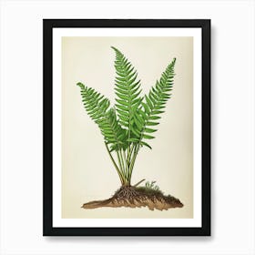 Vintage Illustration Asparagus Fern 3 Art Print