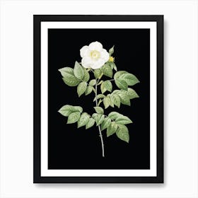 Vintage Leschenault's Rose Botanical Illustration on Solid Black n.0957 Art Print