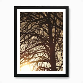 Silhouette of Bare Winter Tree at Sunset in Broomfield Park, London Art Print