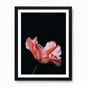 Pink Tulip Art Print