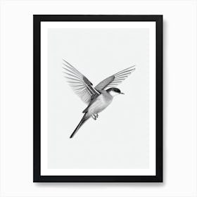 Chimney Swift B&W Pencil Drawing 3 Bird Art Print