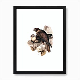 Vintage Brown Hawk Bird Illustration on Pure White n.0279 Art Print