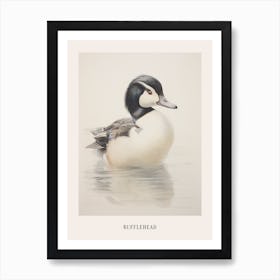 Vintage Bird Drawing Bufflehead 2 Poster Art Print