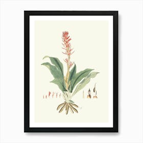 Flora Of Philippines Art Print