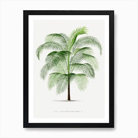 Kerchove 4 Les Palmiers Art Print