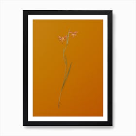Vintage Gladiolus Watsonius Botanical on Sunset Orange n.0412 Art Print