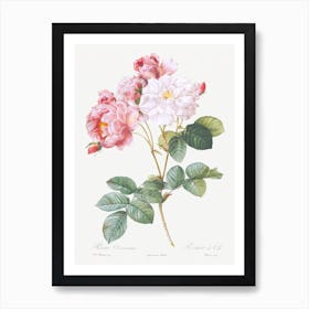 Rosebush From Les Roses, Pierre Joseph Redouté Art Print