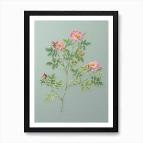 Vintage Rose Corymb Botanical Art on Mint Green n.0581 Art Print