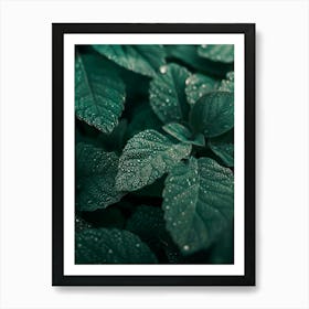 Green Leaves With Water Droplets Art Print