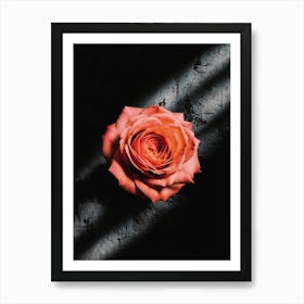 Peach Rose Art Print