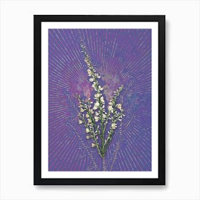 Vintage White Broom Botanical Illustration on Veri Peri n.0300 Art Print