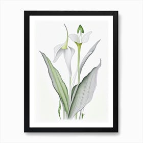 Zantedeschia Floral Quentin Blake Inspired Illustration 2 Flower Art Print