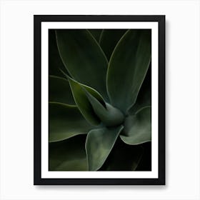Agave succulent Art Print