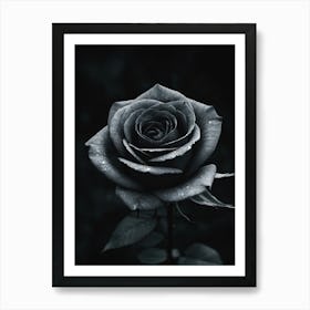 Black And White Rose On Dark Background Art Print