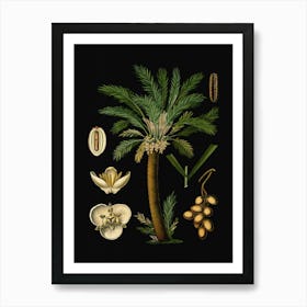 Vintage Bollmann 2 Dattelpalme Art Print