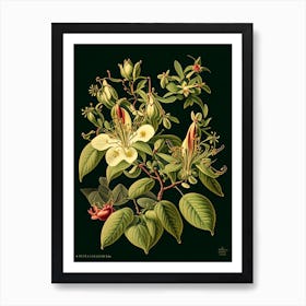 Honeysuckle 3 Floral Botanical Vintage Poster Flower Art Print