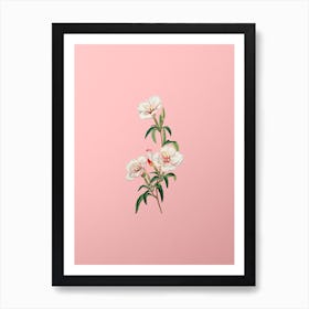 Vintage Wine Stained Godetia Flower Botanical on Soft Pink Art Print