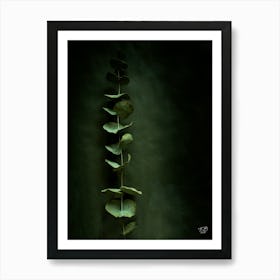 Eucalyptus Photograph 3 Art Print