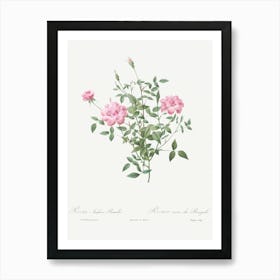 Double Miniature Rose, Pierre Joseph Redoute Art Print