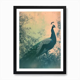 Light Leak Photo Style Of A Turquoise Peacock Art Print