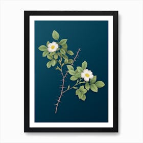 Vintage Spiny Leaved Rose of Dematra Botanical Art on Teal Blue n.0058 Art Print