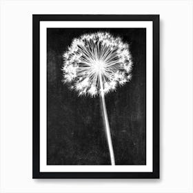 Black white single allium Art Print