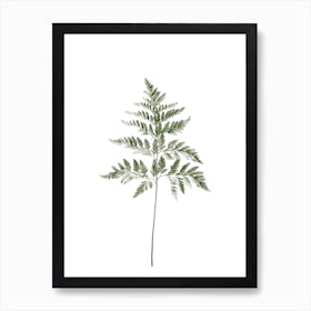 Fern Leaf Art Print