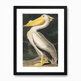 American White Pelican Hallway Art Print