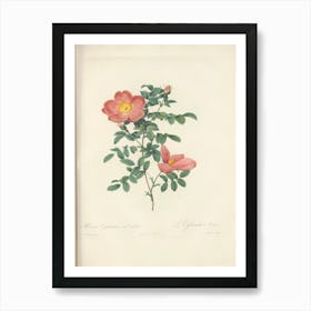 Rose Illustration, Pierre Joseph Redoute (97) Art Print