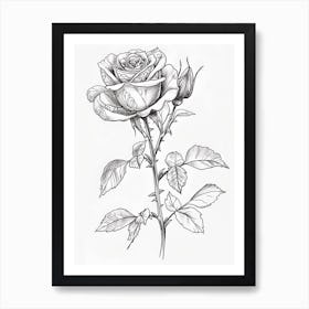 Roses Sketch 61 Art Print