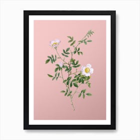 Vintage Pink Hedge Rose in Bloom Botanical on Soft Pink n.0653 Art Print