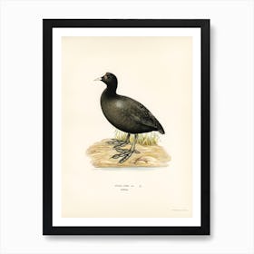 Eurasian Coot, The Von Wright Brothers Art Print