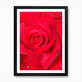 Water On Rose In Oil Art Print