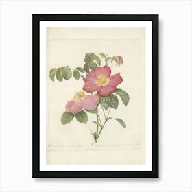 Rose Illustration, Pierre Joseph Redoute (52) Art Print