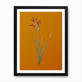 Vintage Gladiolus Cunonius Botanical on Sunset Orange n.0134 Art Print