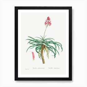 Aloe Arborescens, Pierre Joseph Redoute Art Print