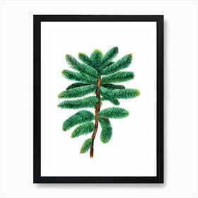 Norfolk Island Pine (Araucaria Heterophylla) Watercolor Art Print