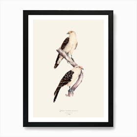 Yellow Headed Caracara Par Art Print